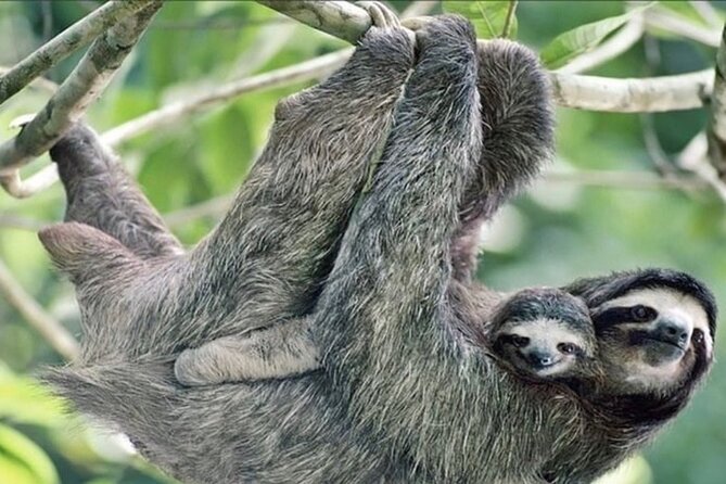 Guided Tour in Manuel Antonio National Park! - Meeting and Pickup Information