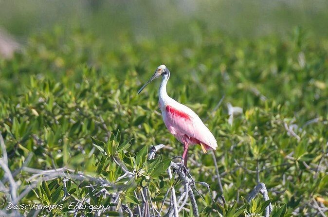 Guided Tour in Sian Ka'an Flora and Fauna Reserve - Authentic Experiences and Reality Checks