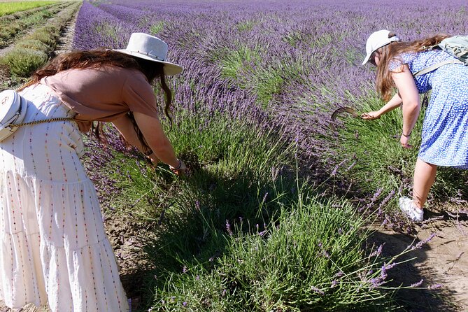 Guided Tour Lavender Fields & Distillery Between Nîmes & Arles - Common Questions