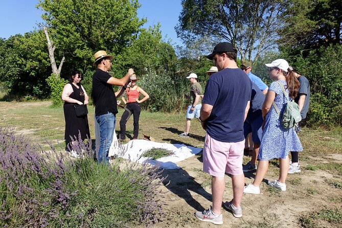 Guided Tour Lavender Fields & Distillery Between Nîmes & Arles - The Sum Up