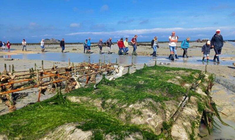 Guided tour of Cancale's oyster beds - Practical Details and Booking