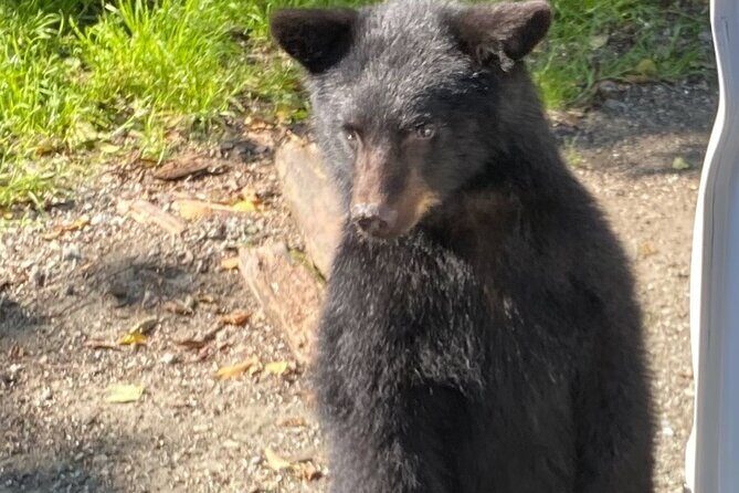 Guided Tour of Ketchikans Top Attractions - Good To Know