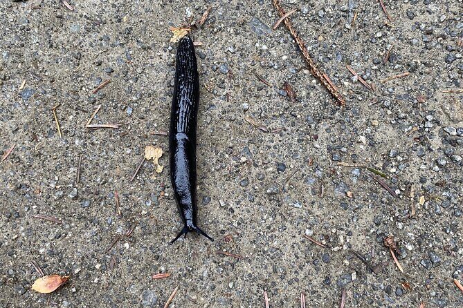 Guided Tour of Ketchikans Top Attractions - FAQs