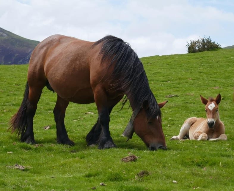 Guided tour of the 5 most beautiful towns in Basque Country - Introduction