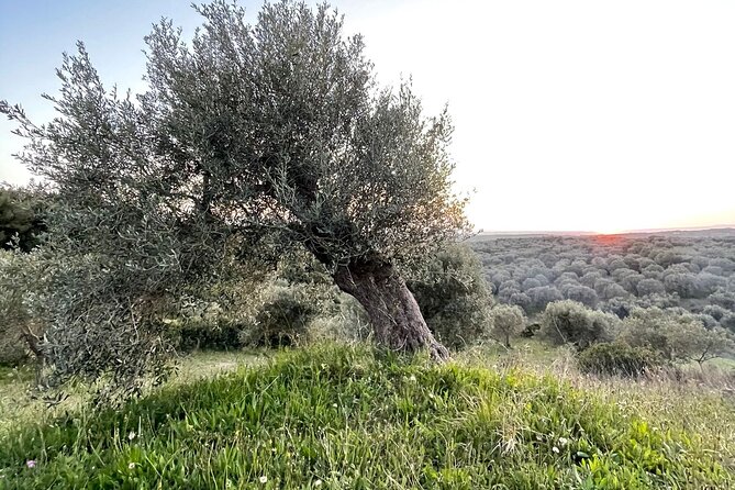 Guided Tour of the Centenary Olive Trees With Tasting in Escolca - Booking & Cancellation