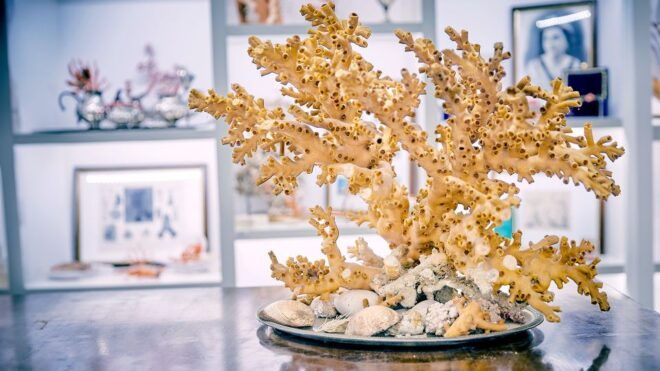 Guided Tour of the Coral Museum in Sciacca - Experience Description
