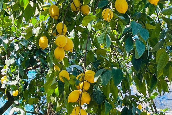 Guided Tour of the History and Tradition of the Sorrento Lemon - Historical Significance of Sorrento Lemons