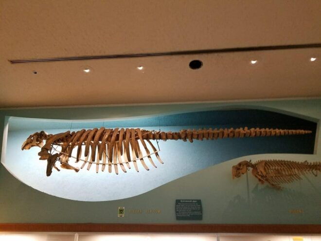 Guided Tour of The Natural History Museum - Encountering Diverse Life on Earth