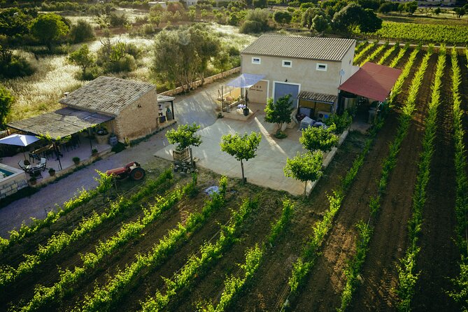 Guided Tour of the Winery With Wine Tasting, Vineyard and Much More! - Meeting Point and Pickup Information