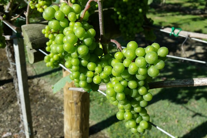 Guided Tour of Txakoli Wine Tasting and Tasting of Wine and Typical Products - Exploring Local Wine Varieties