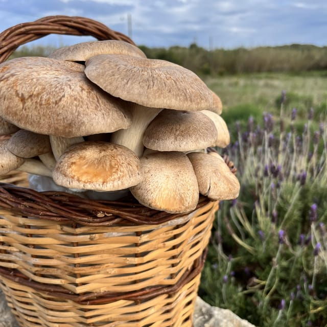 GUIDED TOUR + TASTE IN A MUSHROOM FARM - Tasting and Extra Offerings