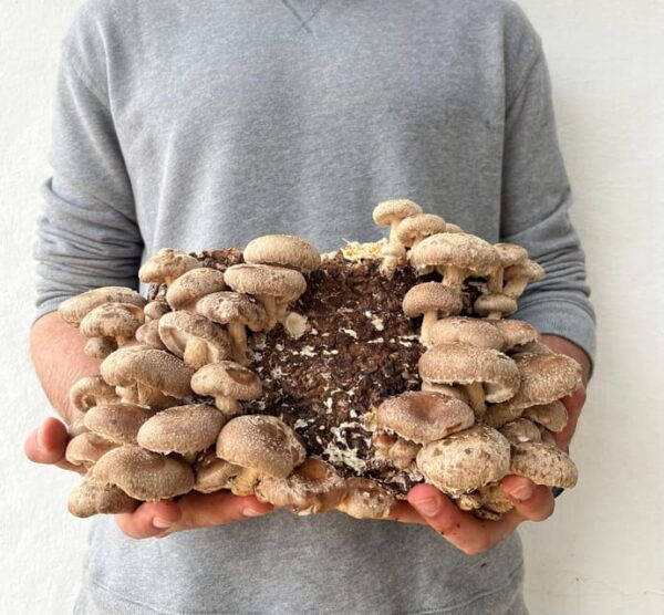 GUIDED TOUR + TASTE IN A MUSHROOM FARM - Customer Feedback Highlights
