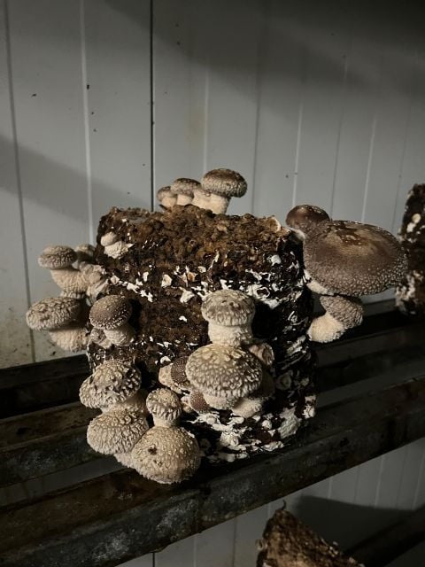 GUIDED TOUR + TASTE IN A MUSHROOM FARM - Tour Details
