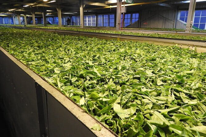 Guided tour to Andretta Artists' Village & Norah Richards' home - Final Thoughts