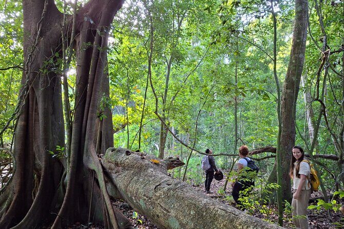 Guided Tour to Calakmul and Jungle Trail | From Bacalar. - Who Is This Tour Best Suited For?