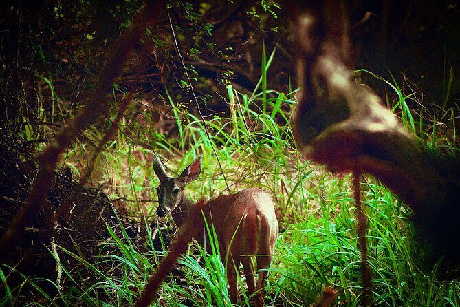 Guided Tour to Calakmul and Jungle Trail | From Bacalar. - FAQ