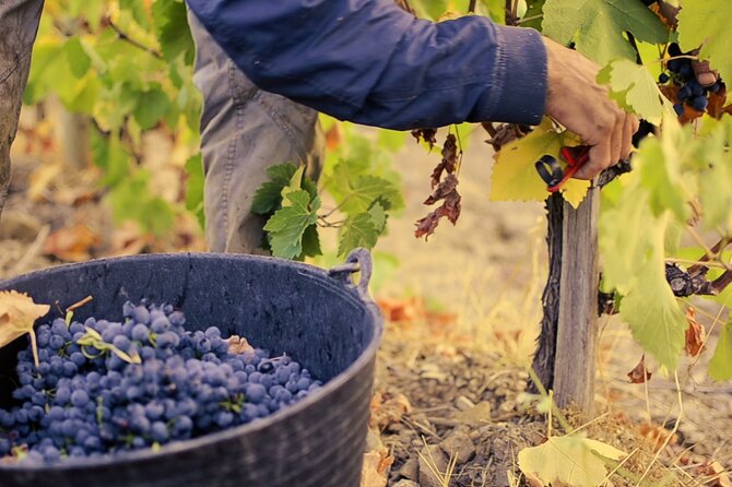Guided Tour With a Winemaker: From the Vine to the Glass... - The Art of Winemaking