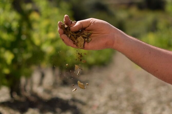 Guided Tour With a Winemaker: From the Vine to the Glass... - Common Questions