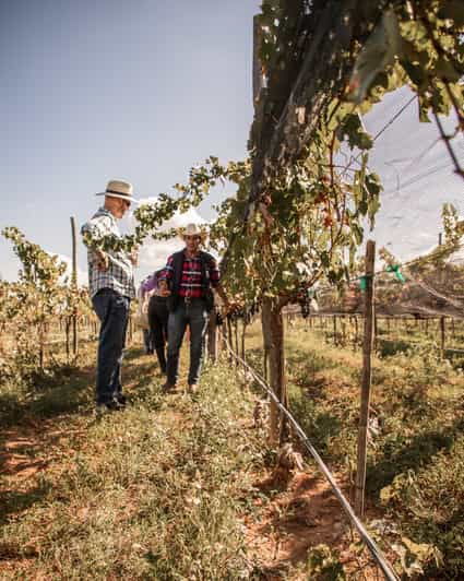 Guided Tour With Tasting at Vineyard of the Archangels - Historical and Viticultural Significance
