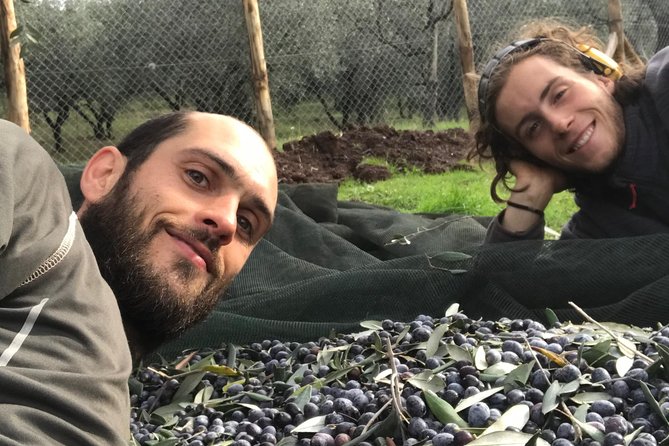 Guided Tours of the Olive Grove With Oil Tasting. - Inclusions