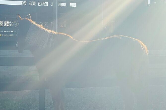 Guided Two Hour Horseback Trail Ride in Central Florida - Practical Details: What You Need to Know