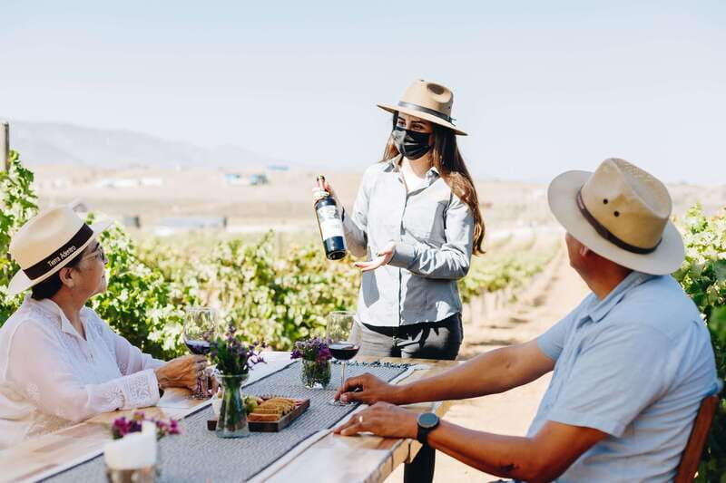 Guided Vineyard Tour with Wine Tasting at Rondo del Valle - The Itinerary in Detail