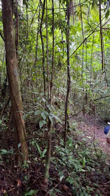 Guided visit in the Palenque jungle (Palenque National Park) - Exploring the Palenque Jungle: What to Expect