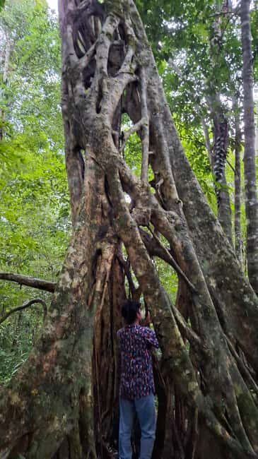 Guided visit in the Palenque jungle (Palenque National Park) - Price and Value