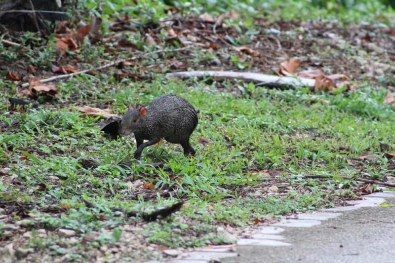 Guided visit in the Palenque jungle (Palenque National Park) - Practical Tips for Your Jungle Adventure