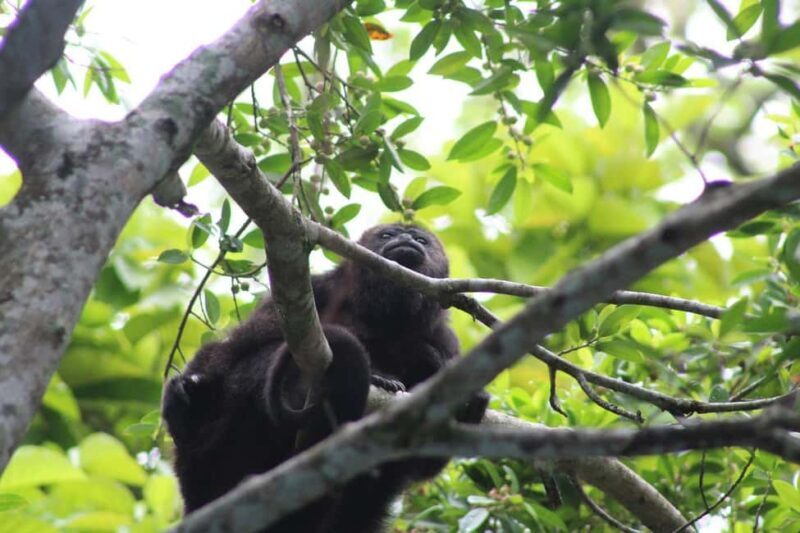Guided visit in the Palenque jungle (Palenque National Park) - Who Will Love This Tour?