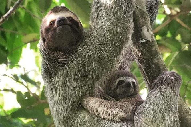 Guided Visit to Manuel Antonio National Park - Maximum Traveler Capacity