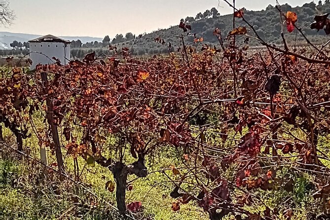 Guided Visit to One Winery in Madrid - Cancellation and Refund Policy