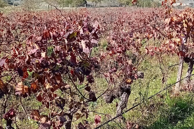 Guided Visit to One Winery in Madrid - Lunch and Relaxation