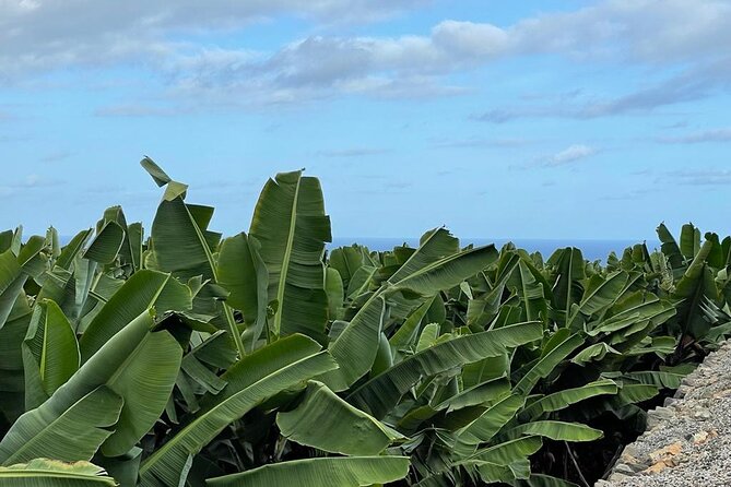 Guided Visit to the Banana Museum - Souvenir Shop and Tastings