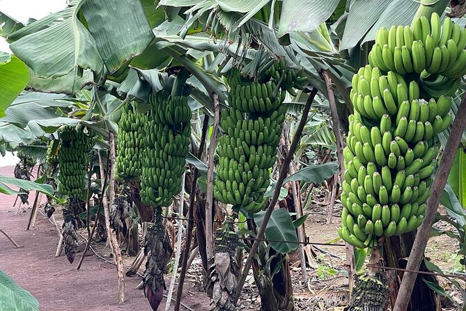 Guided Visit to the Banana Museum - The Sum Up