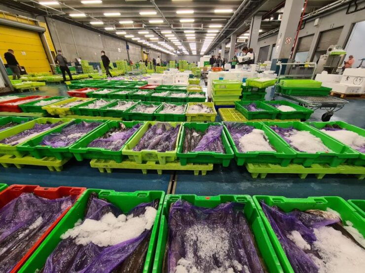 Guided Visit to the Pasaia Fish Market - Activity Details