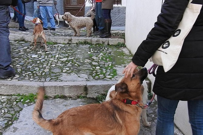 Guided Visit to the Realejo With Dogs - Pricing and Provider