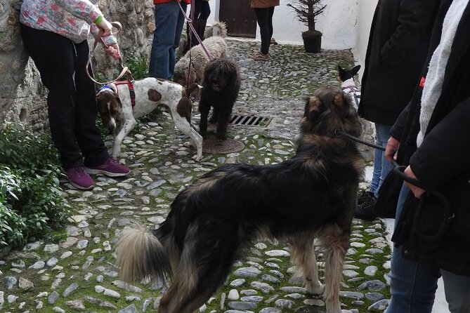Guided Visit to the Realejo With Dogs - Cancellation Policy and Weather Dependency