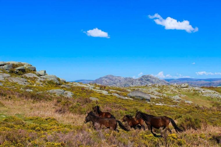 Guided Walk & Picnic Peneda Gerês National Park - Frequently Asked Questions (FAQs)