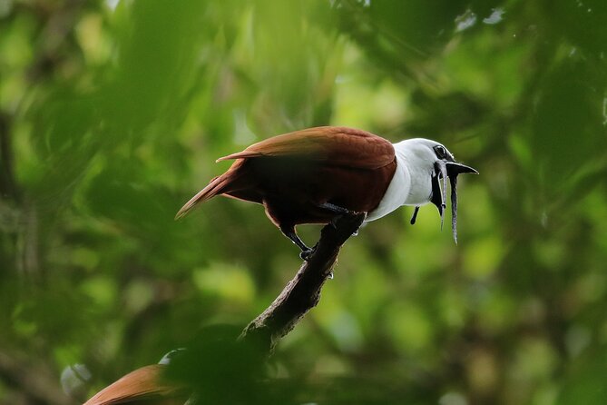 Guided Walk to the Curi Cancha Reserve - Native Wildlife Spotting Opportunities