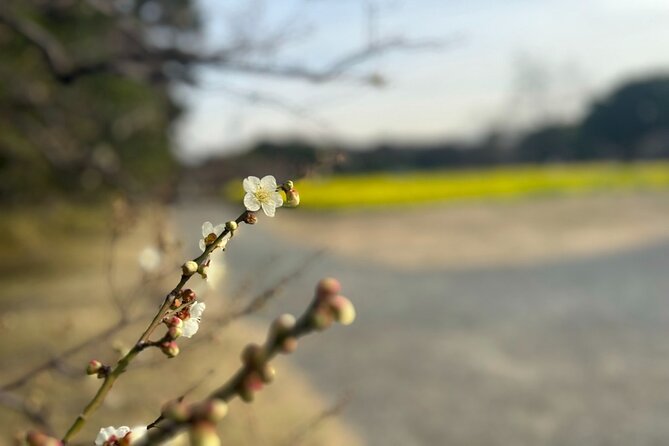 Guided Walking Tour in Hama Rikyu Gardens - Meeting and End Points