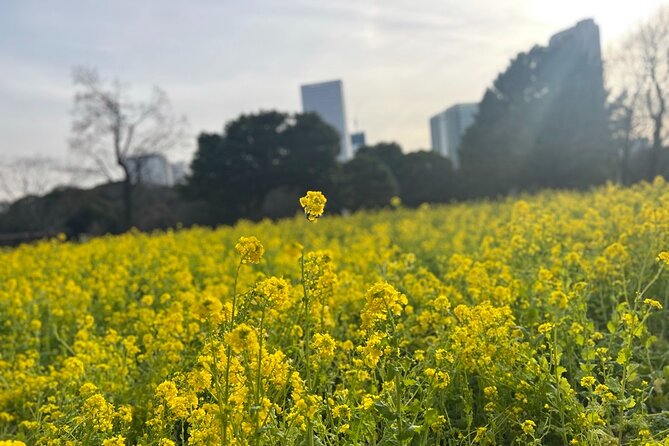 Guided Walking Tour in Hama Rikyu Gardens - What to Expect