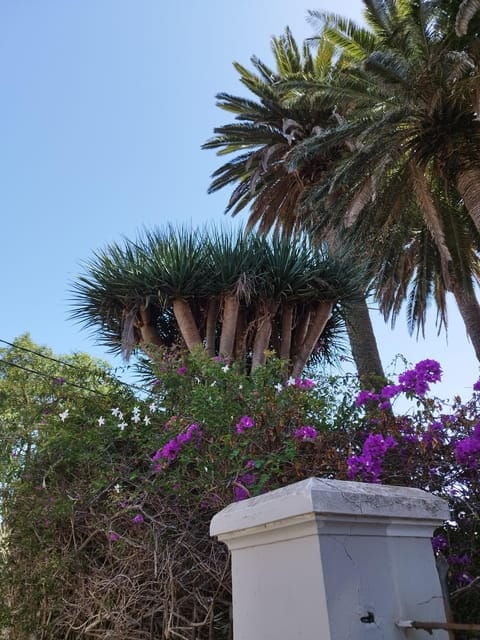 Guided Walking Tour in La Orotava,Tenerife - Good To Know