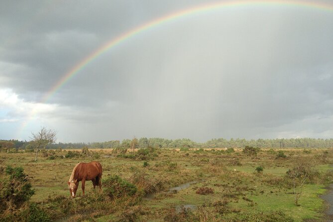 Guided Walking Tour of New Forest National Park in Hampshire - The Sum Up