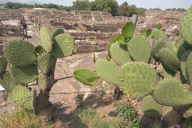 Guided Walking Tour to the Archaeological Zone of Teotihuacán - Common Questions