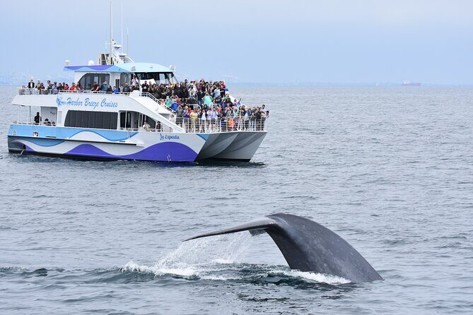 Guided Whale Watching Tour from Long Beach - Good To Know