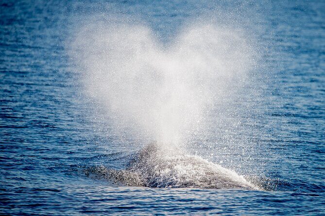 Guided Whale Watching Tour from Long Beach - An In-Depth Look at the Whale Watching Experience