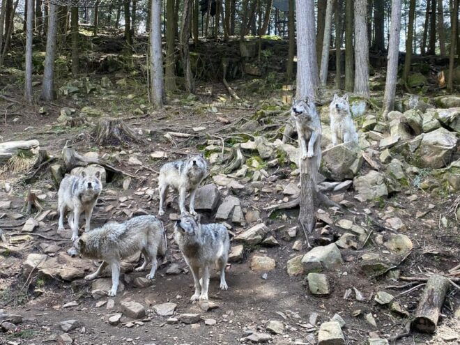 Guided Wilderness Safari: Parc Omega Heart of Wildlife - Facilities and Equipment