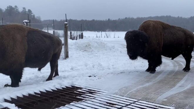 Guided Wilderness Safari: Parc Omega Heart of Wildlife - Important Information