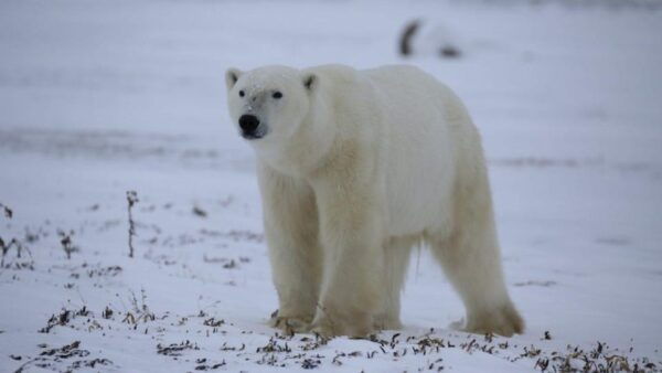 Guided Wilderness Safari: Parc Omega Heart of Wildlife - Customer Feedback